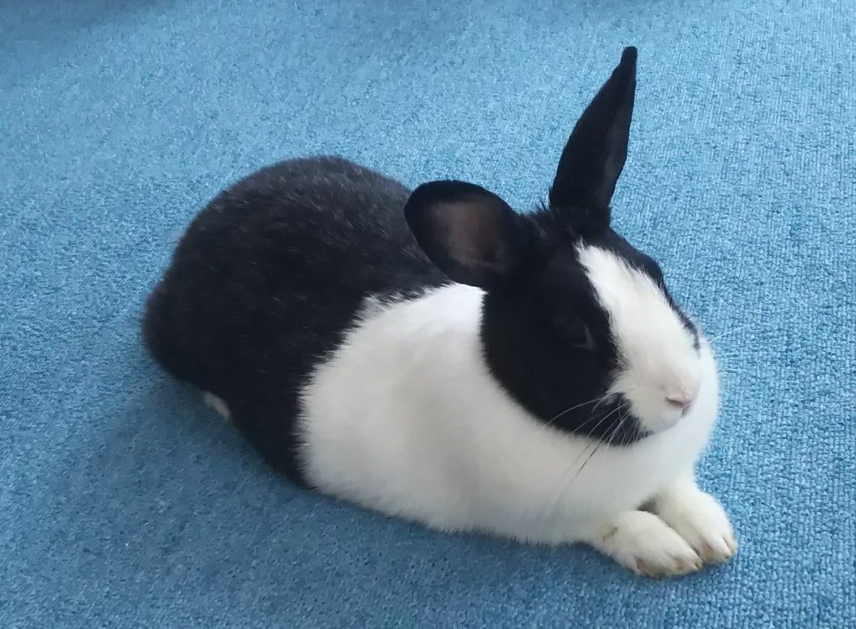 PANDAoooa's tweet photo. うさぎが死んで４ヶ月

うさぎが死ぬ少し前に、職場で捨てうさぎが見つかって
職場の違う部署の人が引き取ったんだけど、先週たまたま会って

うちのうさぎなんですが…

って、変に間を置くから、ドキッとして

めちゃくちゃ元気で困ってます。と笑顔で続けられて

仕事の後半涙を堪えるのに必死 https://t.co/ACAy9HrLU2