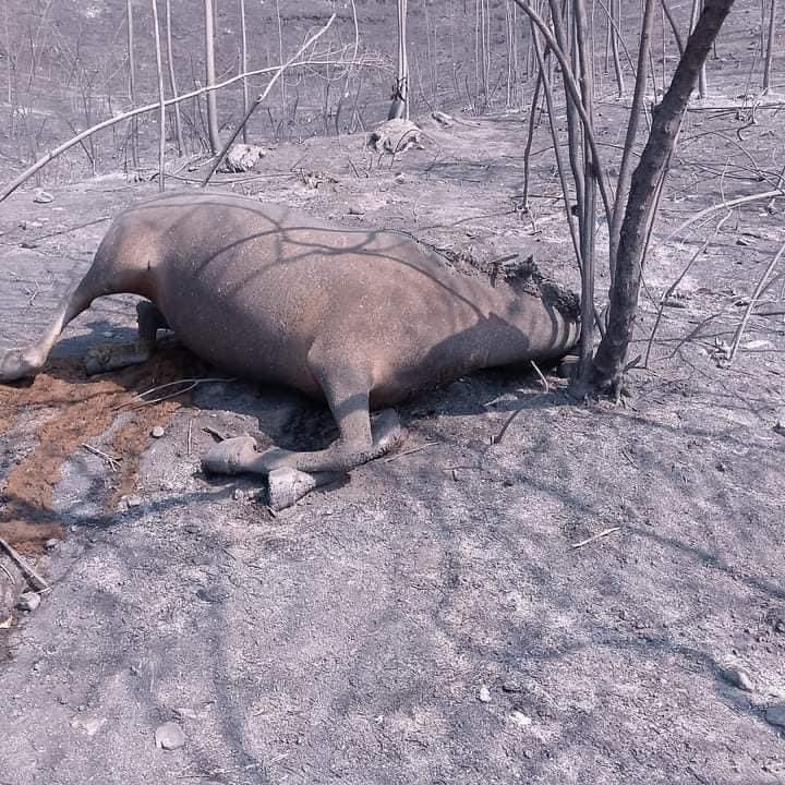 Si Quito arde los medios hablan, las autoridades hacen. Todo se devasta. 

Si Loja arde nada de arriba pasa, los medios no hablan y el norte nos regresa a ver de espaldas. 

Solo el sur salva el sur. Hay varias iniciativas en Loja para tratar de ayudar. Canalicemos todo a los