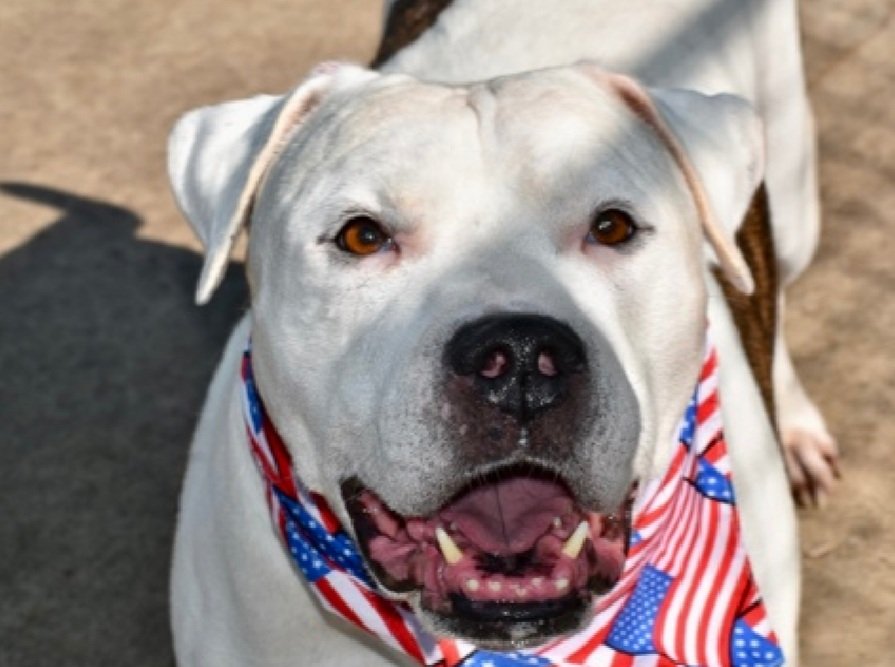 TAV4ACCMedicals's tweet photo. Angel 211458
#PriorityPlacement #NYCACC 
#SaveOurSeniors 
He is 10 yrs old
ok for kids 5+
Knows cues
A gentle giant
Lives walks &amp; jogs
Please help Angel find a good home!
https://t.co/iOyYulxOfX
#Pledge4Rescue #foster #adopt https://t.co/Qsjjmuw73c