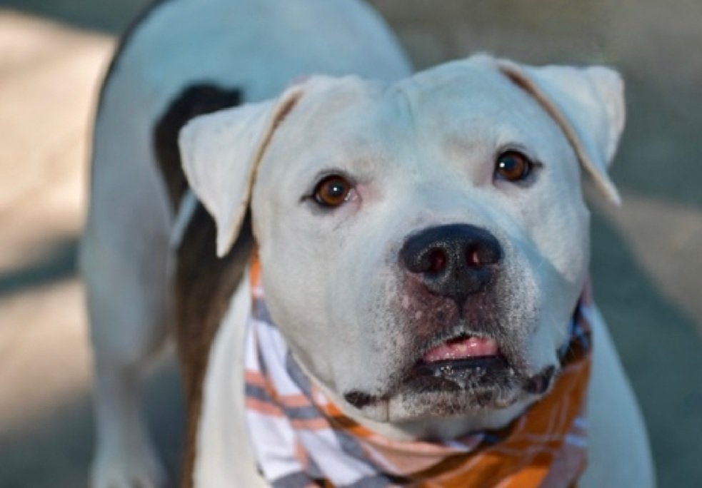 TAV4ACCMedicals's tweet photo. Angel 211458
#PriorityPlacement #NYCACC 
#SaveOurSeniors 
He is 10 yrs old
ok for kids 5+
Knows cues
A gentle giant
Lives walks &amp; jogs
Please help Angel find a good home!
https://t.co/iOyYulxOfX
#Pledge4Rescue #foster #adopt https://t.co/Qsjjmuw73c
