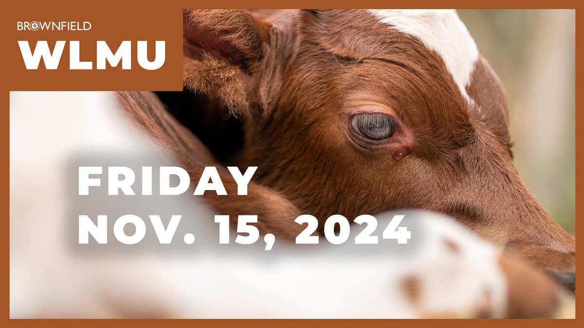 Brownfield Ag News (@brownfield) on Twitter photo The latest Weekly Livestock Market Update episode is live. Watch it here for a preview of the upcoming Cattle on Feed report. youtu.be/2tQAZG1PA48
<a href="/BRNAgNews_MG/">Meghan Grebner</a> <a href="/MUScottBrown/">Scott Brown</a> The latest Weekly Livestock Market Update episode is live. Watch it here for a preview of the upcoming Cattle on Feed report. youtu.be/2tQAZG1PA48
<a href="/BRNAgNews_MG/">Meghan Grebner</a> <a href="/MUScottBrown/">Scott Brown</a>