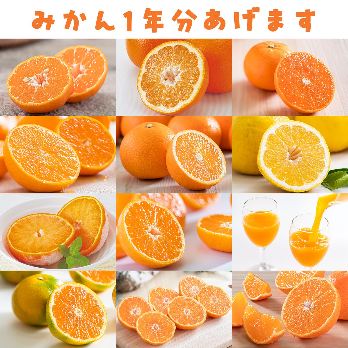 nomakajuen's tweet photo. かいつまんで言うと「11/18 23:59までにフォロー＆この投稿をリポストでみかん1年分を2名様にあげます。1月から月に1回、12ヶ月間お届けします」ということです。もちろん本当にあげます。たくさんご応募いただいたのでせめてもの追加です。愛媛のみかんを堪能してください。
https://t.co/k1dlS3zvBQ https://t.co/CBORvgNxam