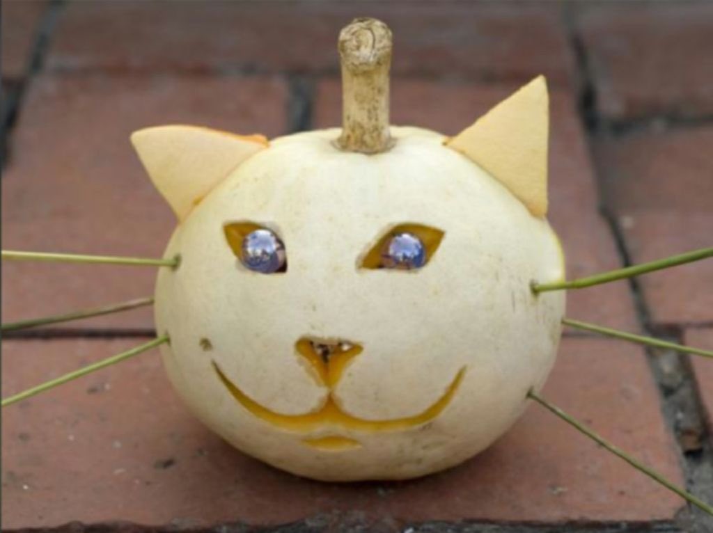 BJeany's tweet photo. @ZolderTheCat https://t.co/xpYn49UNBG