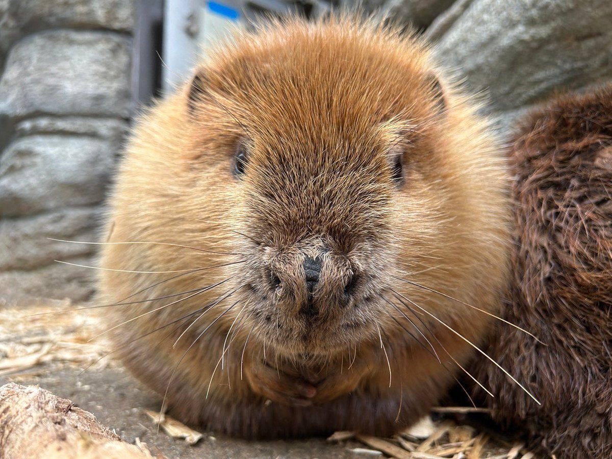 【仙台うみの杜水族館】

11月の満月は #ビーバームーン と呼ばれるそう🌕
おっと！ここにもビーバームーンが、、、🦫
今夜の月と、まんまる幸くんを見比べてみてくださいね😌🌕🦫🎑

#s_uminomori #アメリカビーバー