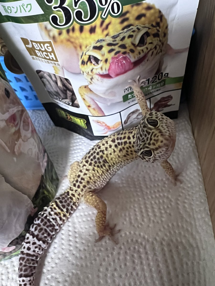 うちのレオパの餌の要求の仕方が可愛い
 #レオパ