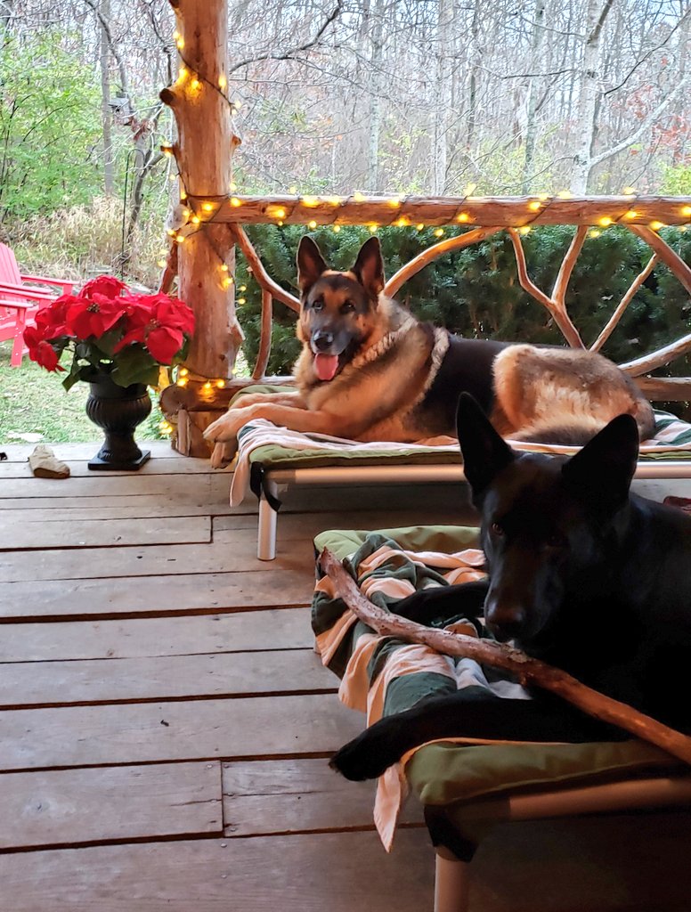 K9Garm's tweet photo. Have a nice evening everyone. https://t.co/aYP3ssdIpr