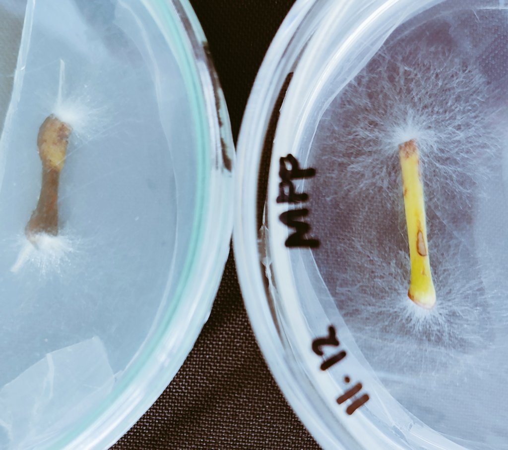 Juan Manuel Pardo Garcia tweet media