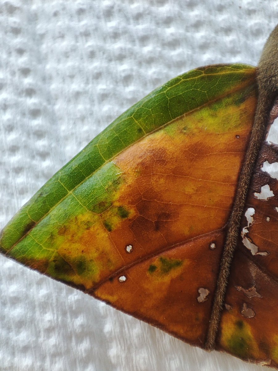 Juan Manuel Pardo Garcia tweet media