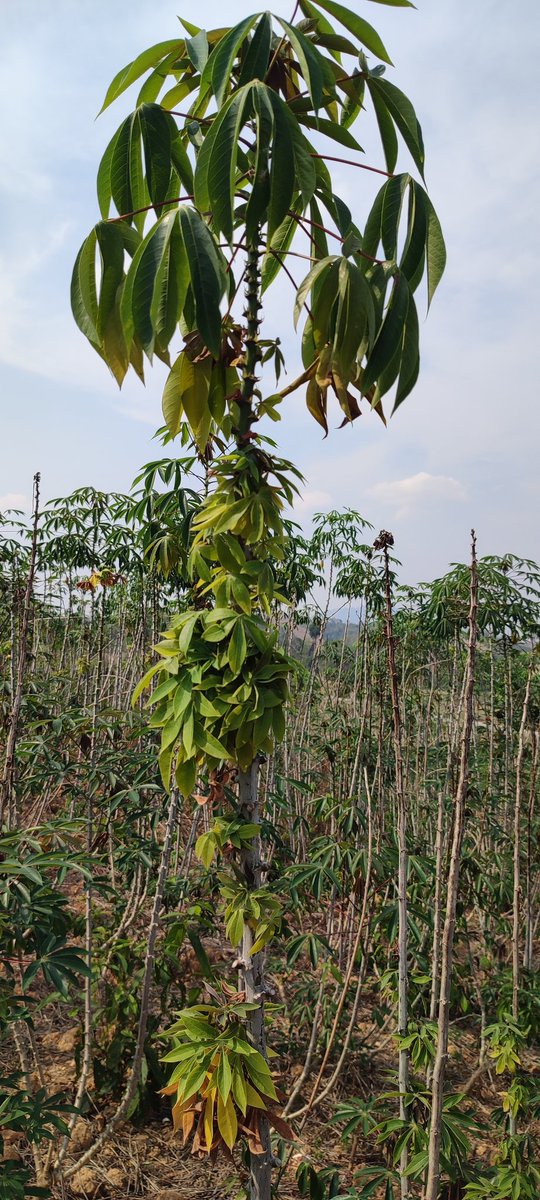 Juan Manuel Pardo Garcia tweet media