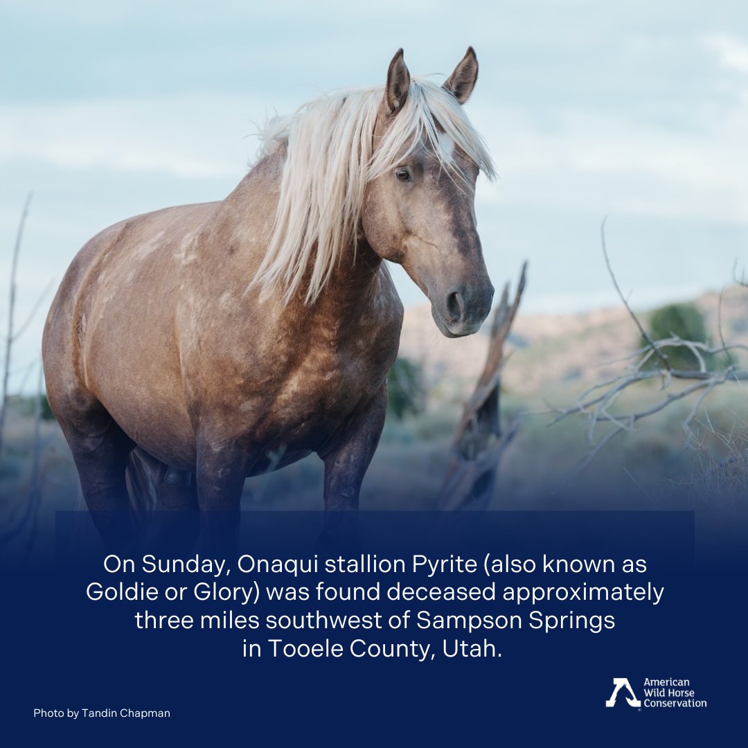 American Wild Horse Conservation tweet media