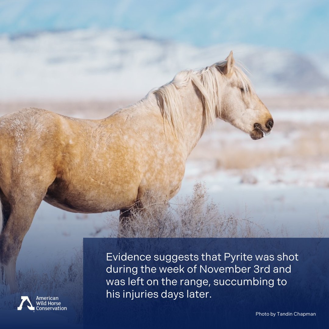 American Wild Horse Conservation tweet media