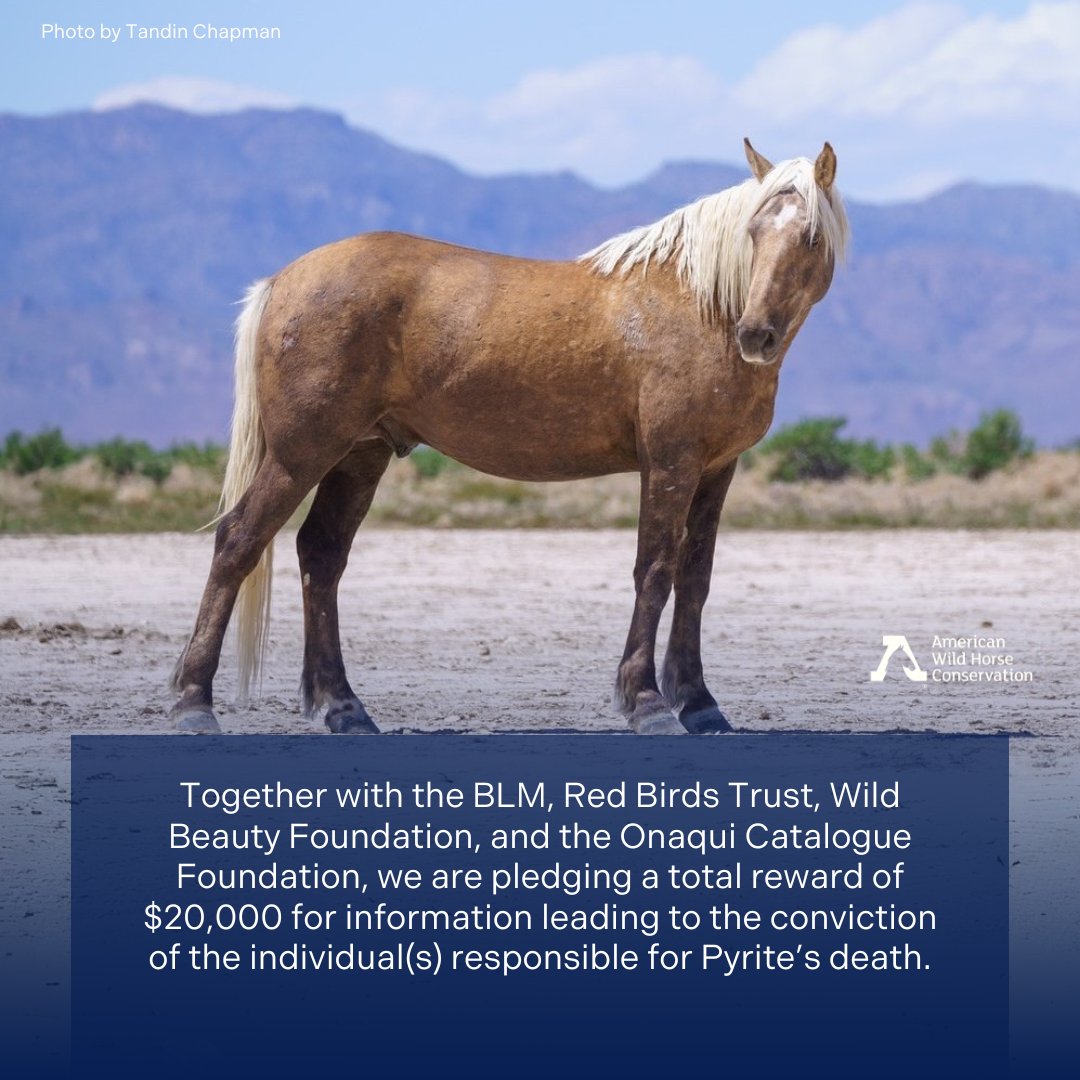American Wild Horse Conservation tweet media