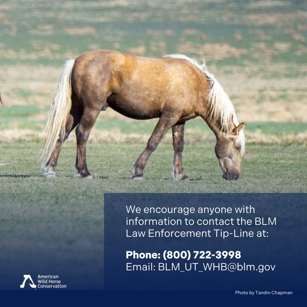 American Wild Horse Conservation tweet media