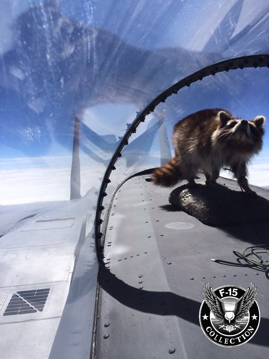 So my F-15 pilot friend has gladly let me share some of his favorite photos.  I don't know the whole story, but it's circa 2010 and involves beer at some point and red flag at Nellis. I thought it was AI at first, but news flash, it's not. 🤣
🤘🦝🤙