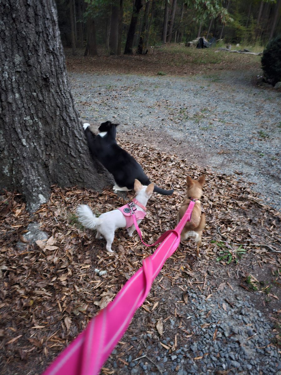 I ignore troublesome creatures. But I also like to find spaces where I don't have to see them. @mrmeowthy.bsky.social