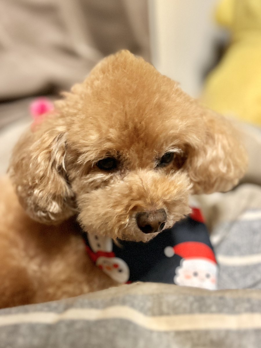 トリミング行ってスッキリ
頂いたサンタの
バンダナ巻いてます🎅