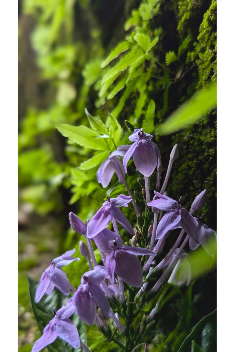 JaySamuel822's tweet photo. In this hidden corner, a secret garden blooms.🍃🩶 

#Nature #NaturePhotography #NaturelsLife #NatureTherapy #NatureLove #naturevibes #Flowers #FlowerPhotography #Purple #Green #PurpleFlowers #photography https://t.co/DZdCuIByY5
