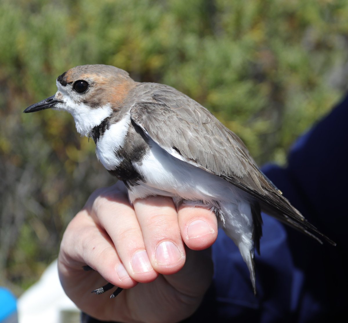 HvNorambuena's tweet photo. Chorlo de doble collar - Anarhynchus falklandicus - Two-banded plover. Gran semana de capturas para el estudio de migración, ecología y evolución de esta hermosa ave habitante de Bahía Lomas y la estepa patagónica. @Chilesummits @cbahialomas #shorebirds #research #ornithology https://t.co/tqolPyAtl4
