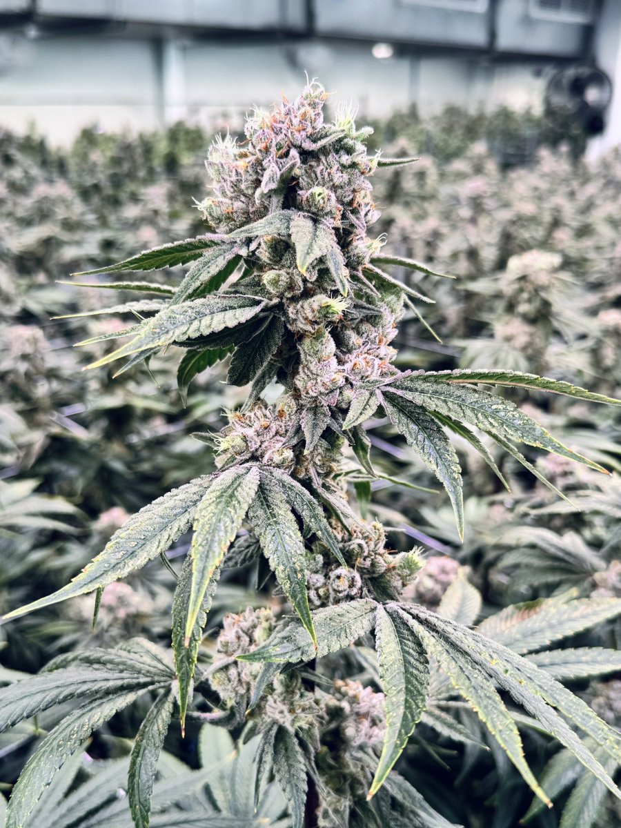 MikeWHolmes's tweet photo. guava jam and alien breath harvesting soon. https://t.co/pxen7s6G9K