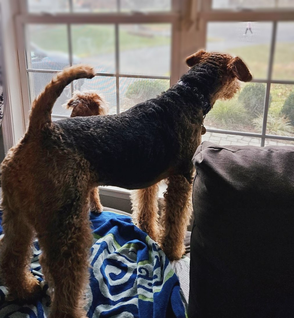 BuellerL's tweet image. Wes here! Friends I implore you to be on the lookout for air puncher zombies! 🧟‍♀️They move with speed &amp;amp; precision like no other! Swinging their fists to challenge us at the same time daily! Mom says those are just neighbors speedwalking for exercise! Nice try! 😂 #DogsofTwittter