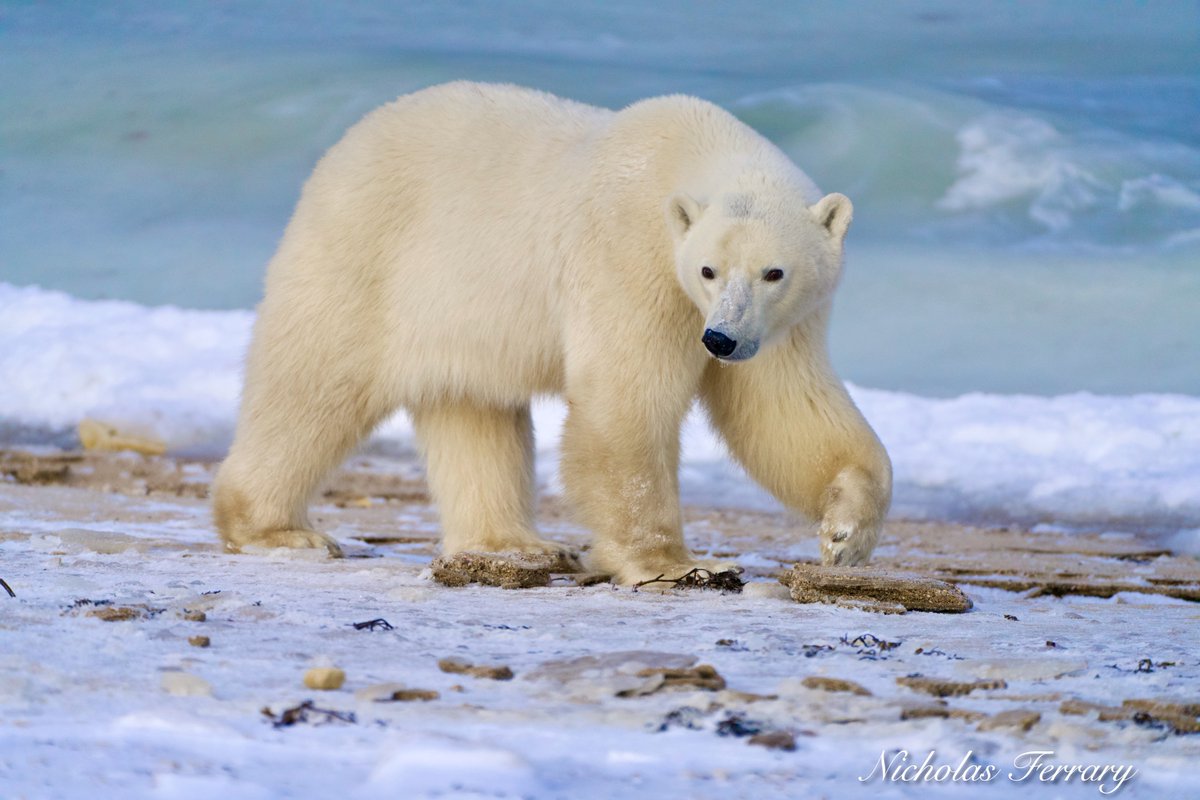 Face to face with the Arctic's most prolific predator