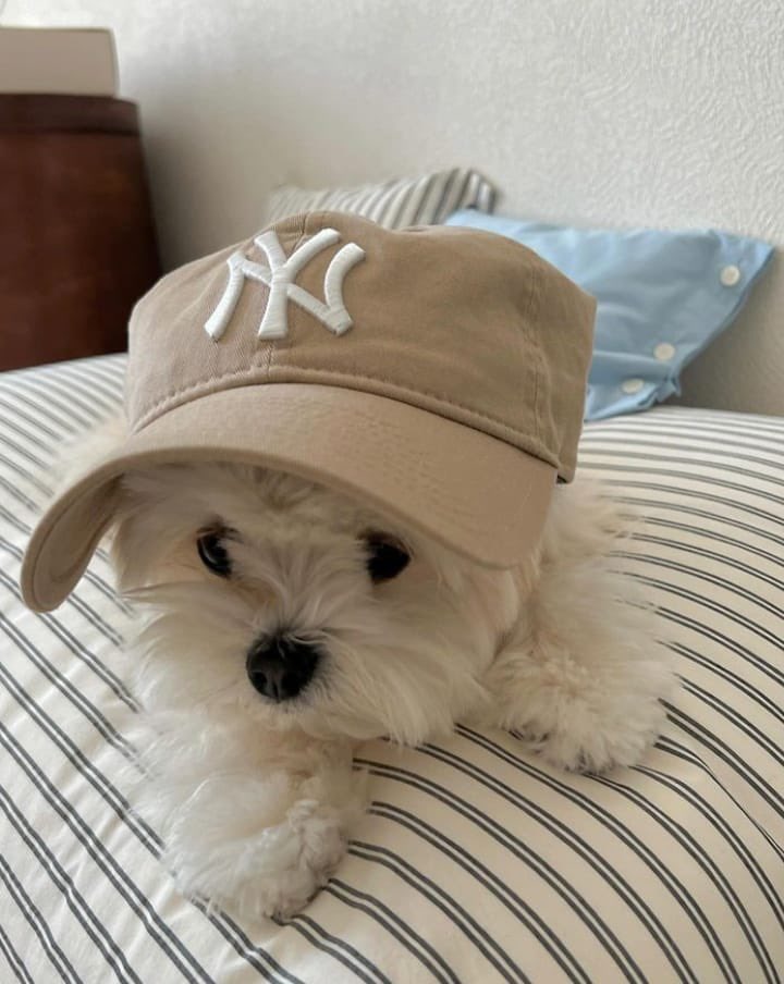 twaniimals's tweet image. 