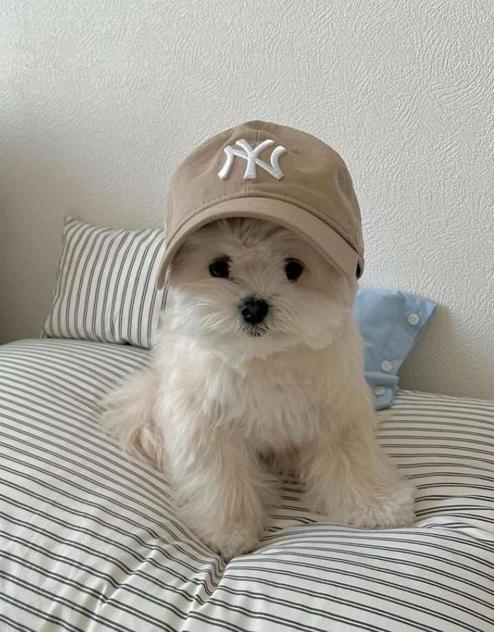 twaniimals's tweet image. 