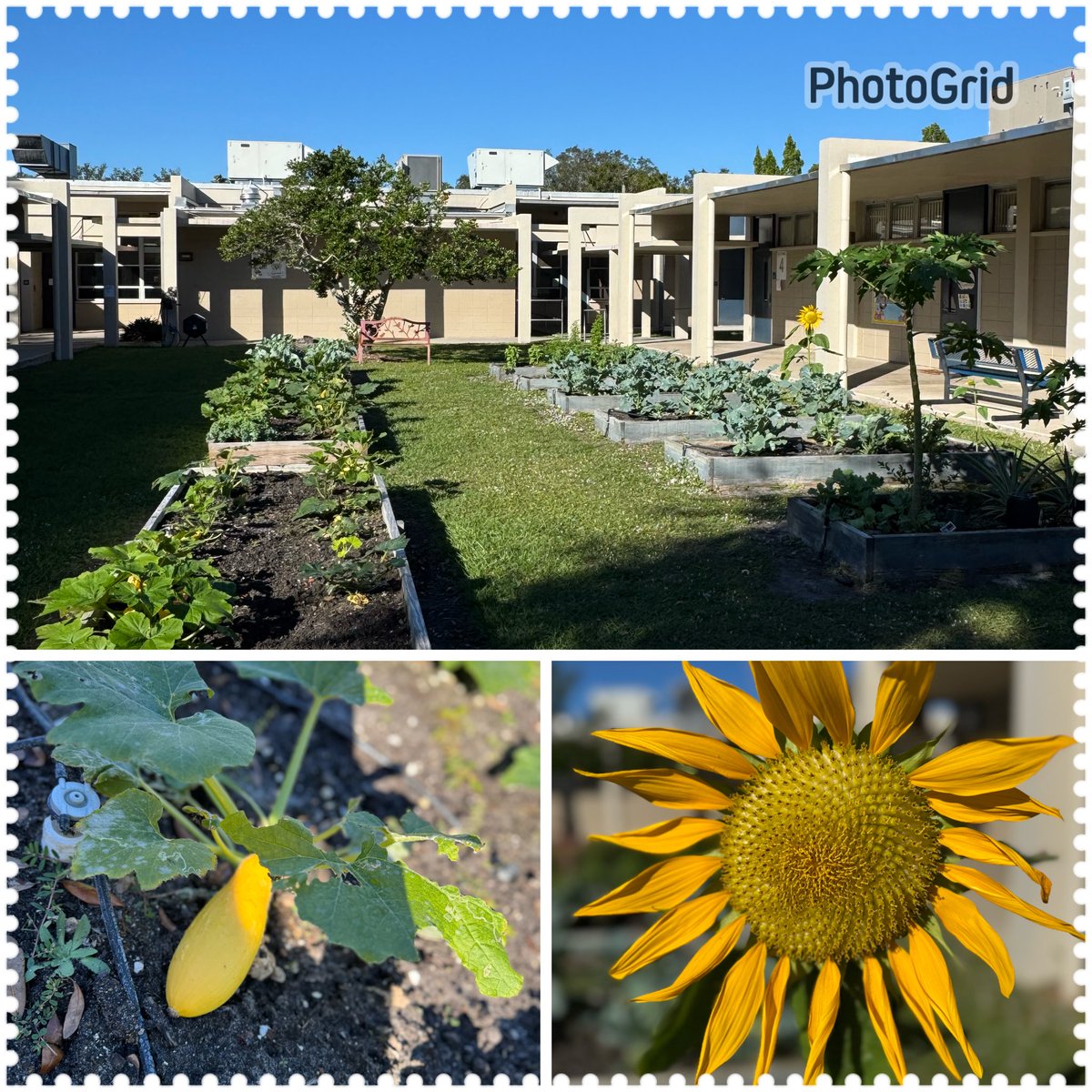 Christina Calve (@christinacalve) on Twitter photo Grateful for our fifth grade classes, and Mr. Munoz, for bringing this beauty to our campus! <a href="/CarrollwoodK8/">Carrollwood K8</a> <a href="/CESPTA/">Carrollwood PTA</a> <a href="/CarrollwoodSTE1/">Carrollwood STEAM</a> <a href="/HCPSElemScience/">HCPSElemScience</a> <a href="/HCPSElemEd/">HCPS Elementary Educ</a> <a href="/HillsboroughSch/">Hillsborough Schools</a> Grateful for our fifth grade classes, and Mr. Munoz, for bringing this beauty to our campus! <a href="/CarrollwoodK8/">Carrollwood K8</a> <a href="/CESPTA/">Carrollwood PTA</a> <a href="/CarrollwoodSTE1/">Carrollwood STEAM</a> <a href="/HCPSElemScience/">HCPSElemScience</a> <a href="/HCPSElemEd/">HCPS Elementary Educ</a> <a href="/HillsboroughSch/">Hillsborough Schools</a>