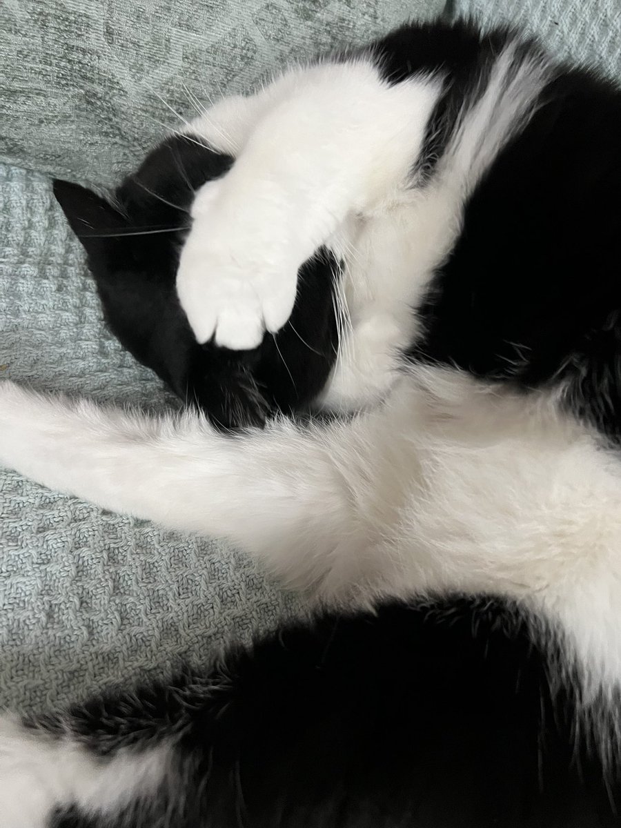 💐Primrose 💐🐾 ☀️ tweet media