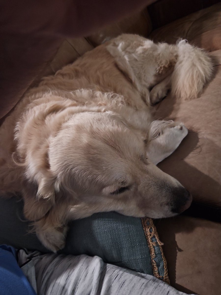 Been a busy week.  How lucky that Coop has chosen to snuggle up.  Coop says Tyson in 3!!