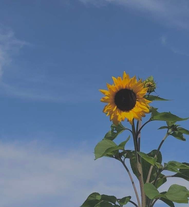 sunflow23002724's tweet photo. ปล่อยให้เวลาได้ทำหน้าที่ของมัน ส่วนคุณก็ทำหน้าที่ในส่วนของคุณให้ดี.🌻🍃 https://t.co/NGxeMQLTn8
