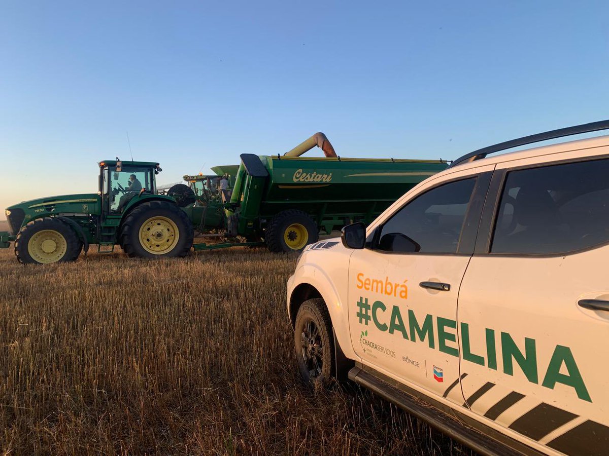 fedevarelaArg's tweet photo. Sigue la cosecha de #camelina @chacraservicios https://t.co/JRF40uS8Tx