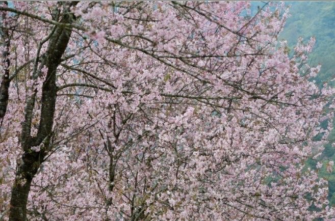 BinaNepram's tweet photo. Move over #WashingtonDC iconic CherryBlossoms🌸These are cherry blossoms in the hills of #Manipur at this time of year-Nov.These blossoms are a fitting tribute to spirit of people yearning for peace🕊️For the innocent women &amp; children who perished in the conflict #OurCondolences https://t.co/BaXWOVVWt0