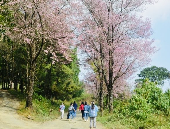 BinaNepram's tweet photo. Move over #WashingtonDC iconic CherryBlossoms🌸These are cherry blossoms in the hills of #Manipur at this time of year-Nov.These blossoms are a fitting tribute to spirit of people yearning for peace🕊️For the innocent women &amp; children who perished in the conflict #OurCondolences https://t.co/BaXWOVVWt0