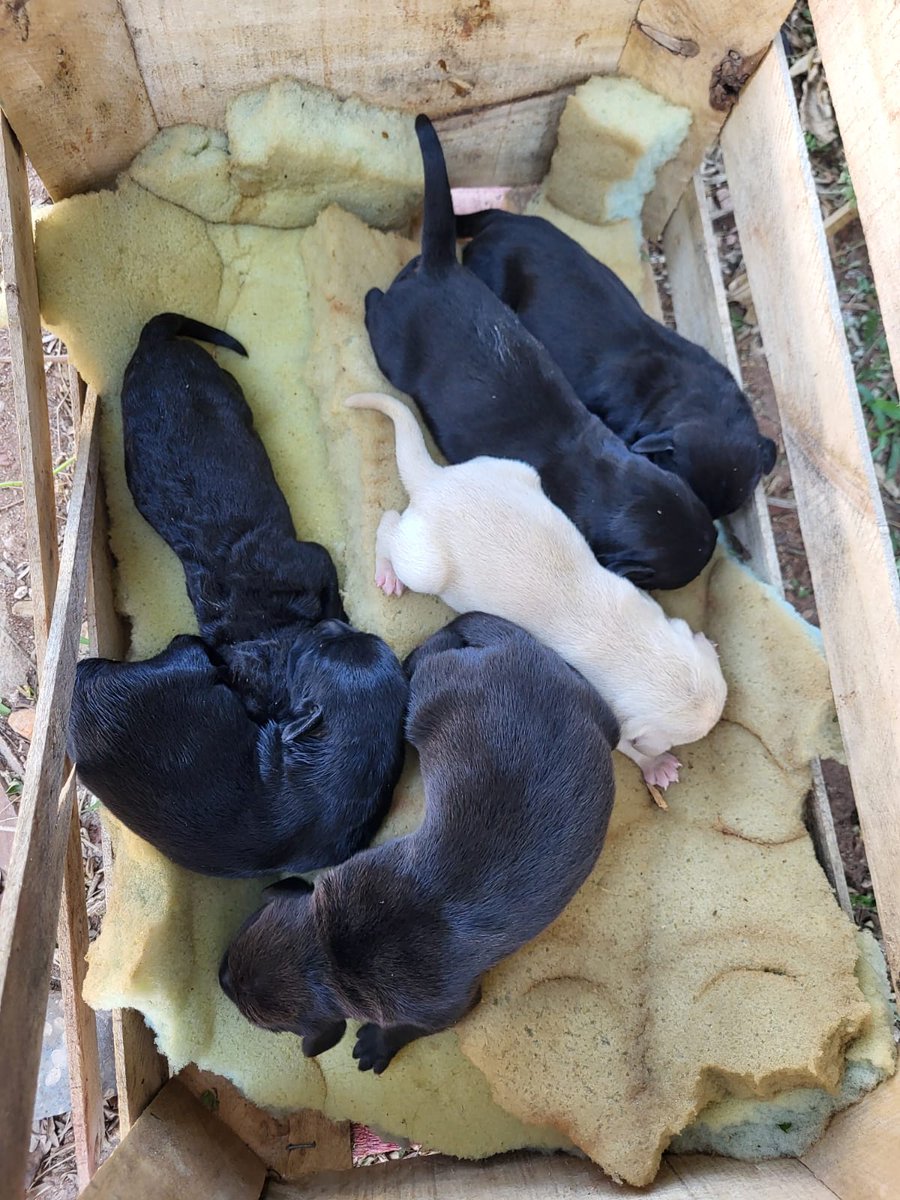 IsabelMezquita4's tweet image. RT 🫶 se busca urgentemente mamá sustituta!
Éstos inocentes peluditos fueron abandonados en un yuyal.
Aún no comen por si solitos.
Contacto: 0971520274
                      0982239281