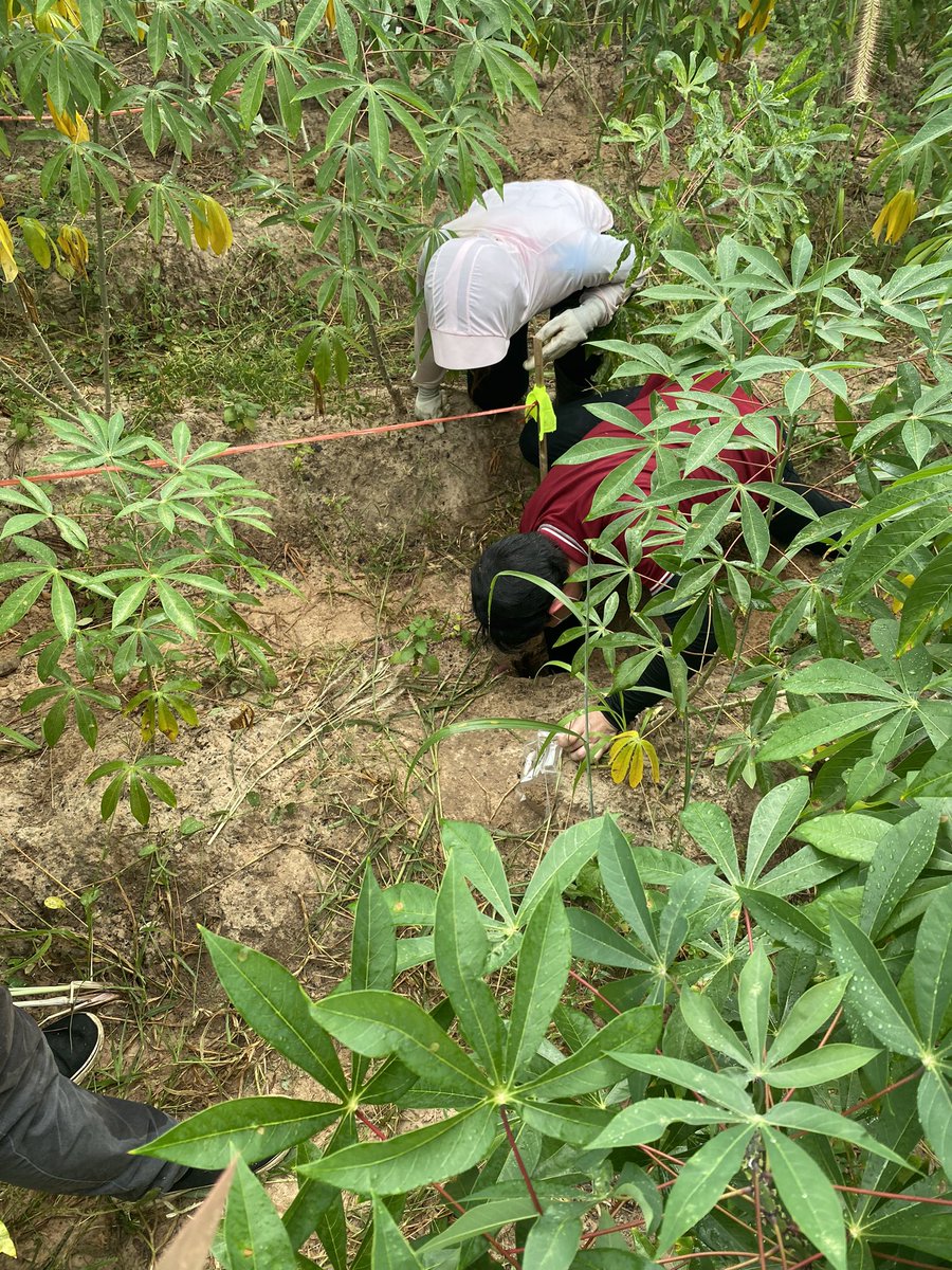 Vanina Guernier, PhD 🦠🧬 tweet media