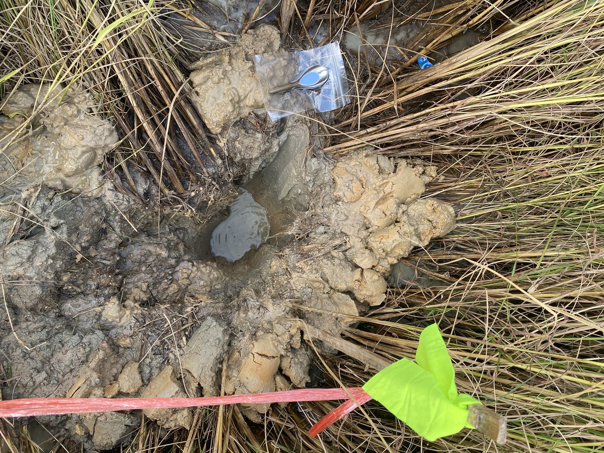 Vanina Guernier, PhD 🦠🧬 tweet media