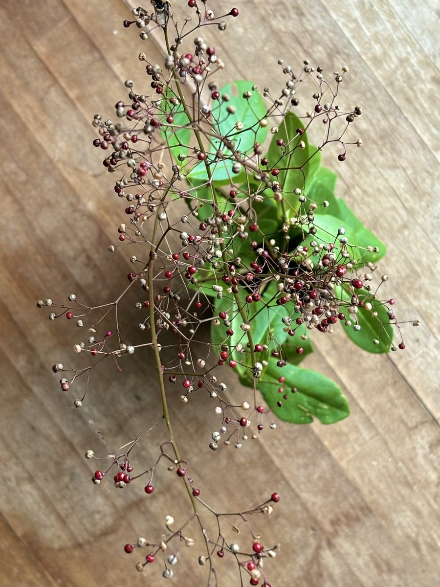 今日のいろ、種採りしなくたって勝手に増えてくれるから構わないのだけど、秋色に変わった姿も素敵だったので採ってきたハゼラン、今度は銀色の天使がついてきたよ。