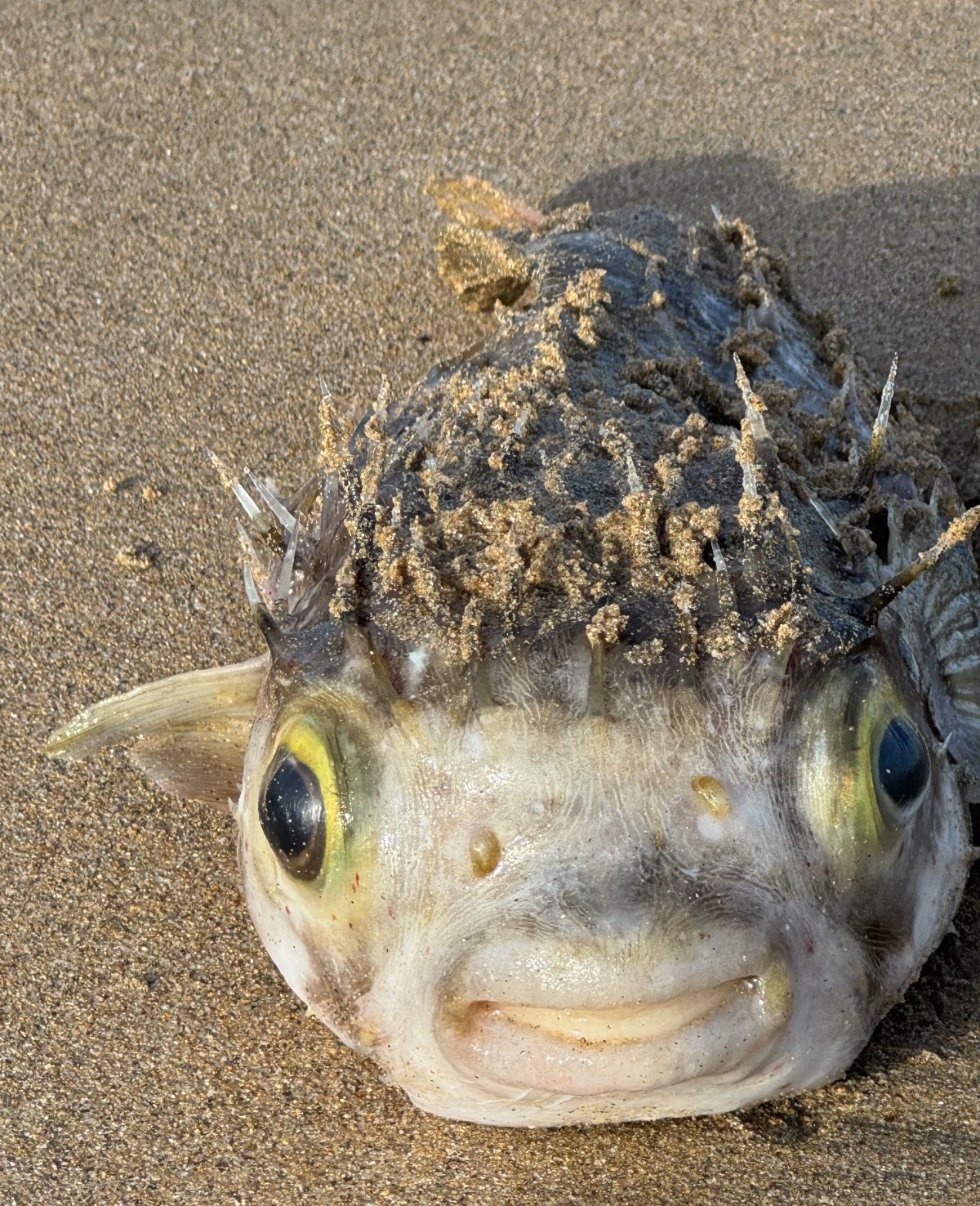 Smiling Puffer Fish Aquarium Of Niagara On X: