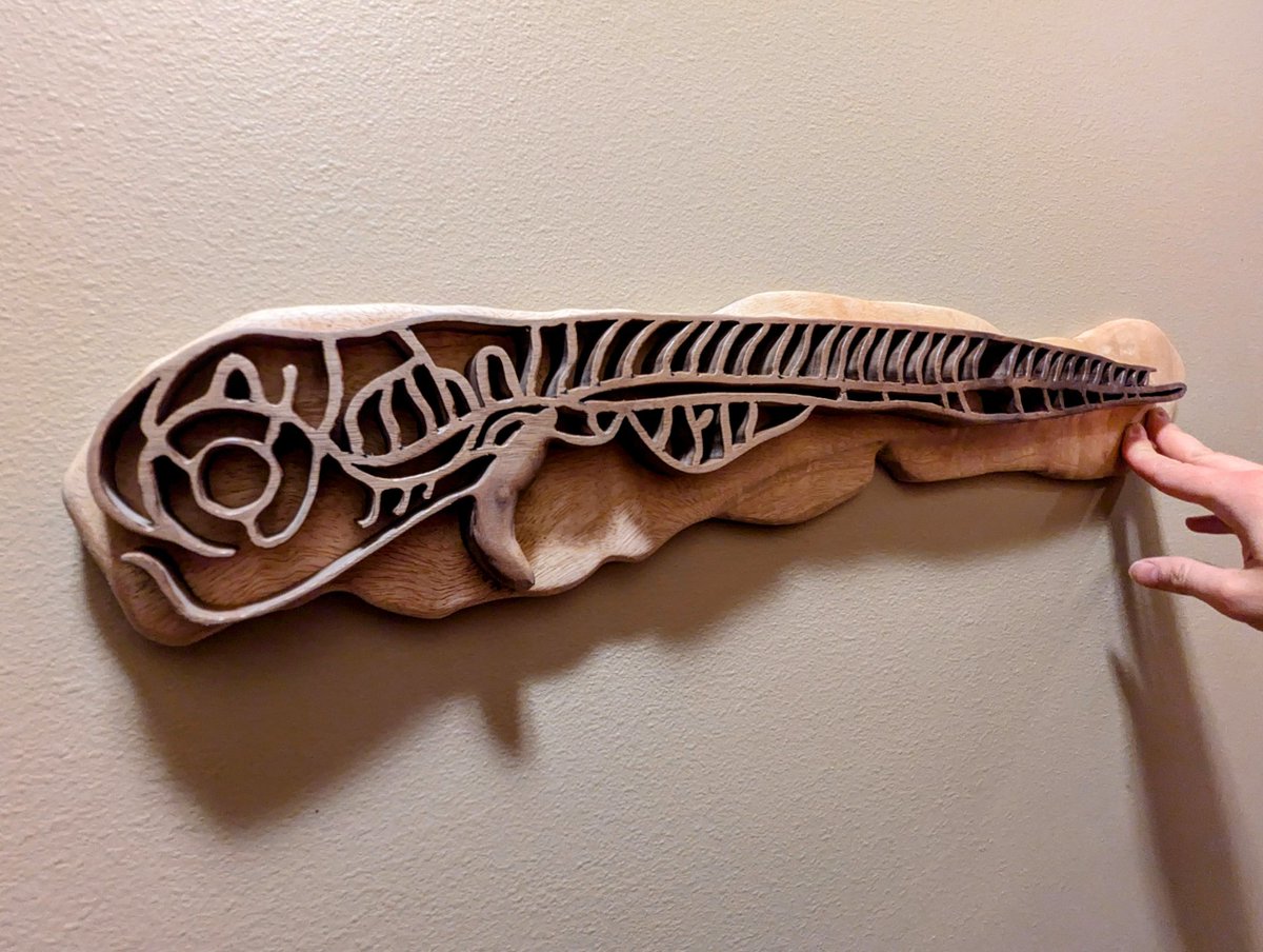 NeuroWoodworks's tweet image. A first for me tonight. I made this sculpture of the #zebrafish vasculature. It measures over 2ft. Walnut and mango woods. It is available and I added the link in comments. #sciencemodels #art #sciart