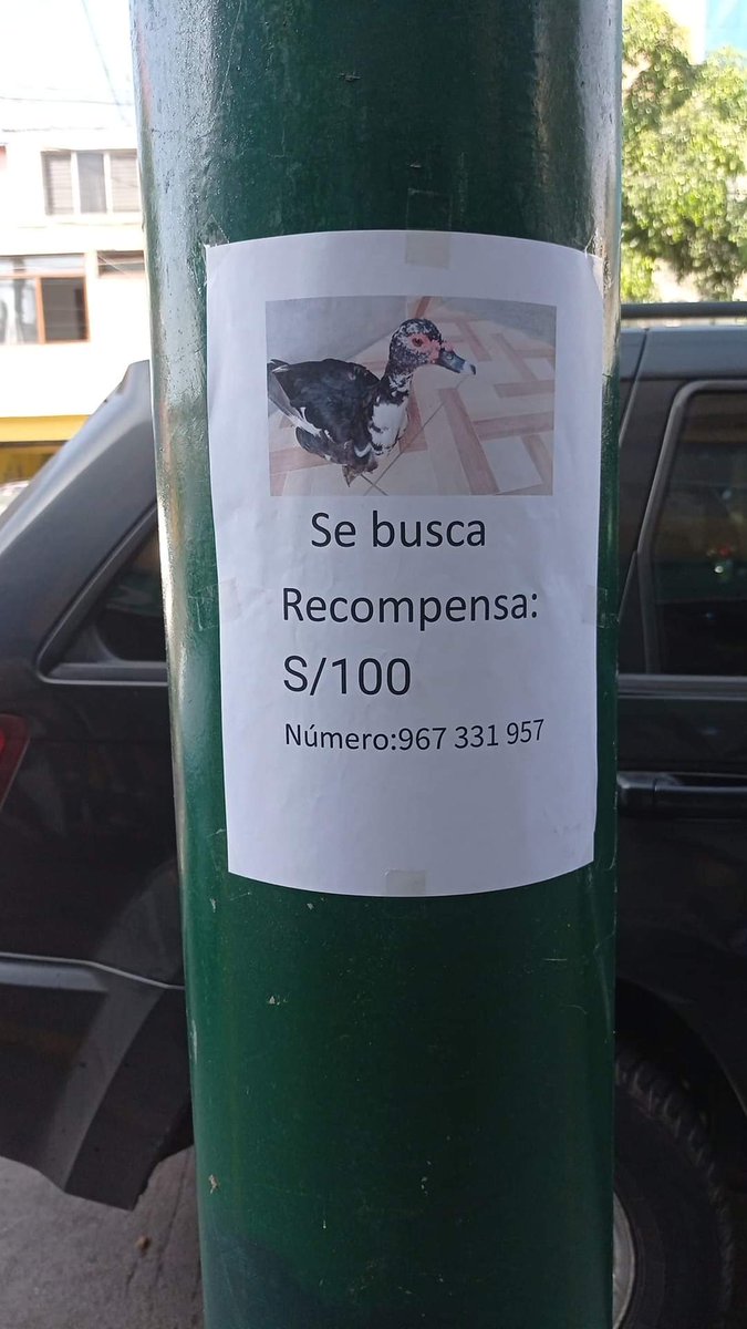 eabusad's tweet photo. ¡Devuelvan al pato! Pobre, me temo que ya acabó en aguadito ☹️ https://t.co/H4IlHx1l2w