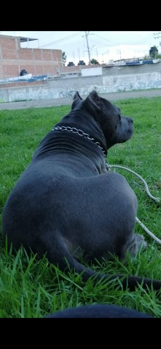 arce_crow's tweet photo. @momentoviral Mis perros nunca atacaron a nadie y vivieron 15 años casi cada uno
No es la raza es la persona que los educa https://t.co/VyIJuuEUOA