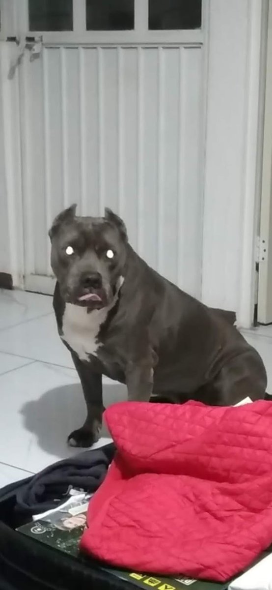 arce_crow's tweet photo. @momentoviral Mis perros nunca atacaron a nadie y vivieron 15 años casi cada uno
No es la raza es la persona que los educa https://t.co/VyIJuuEUOA