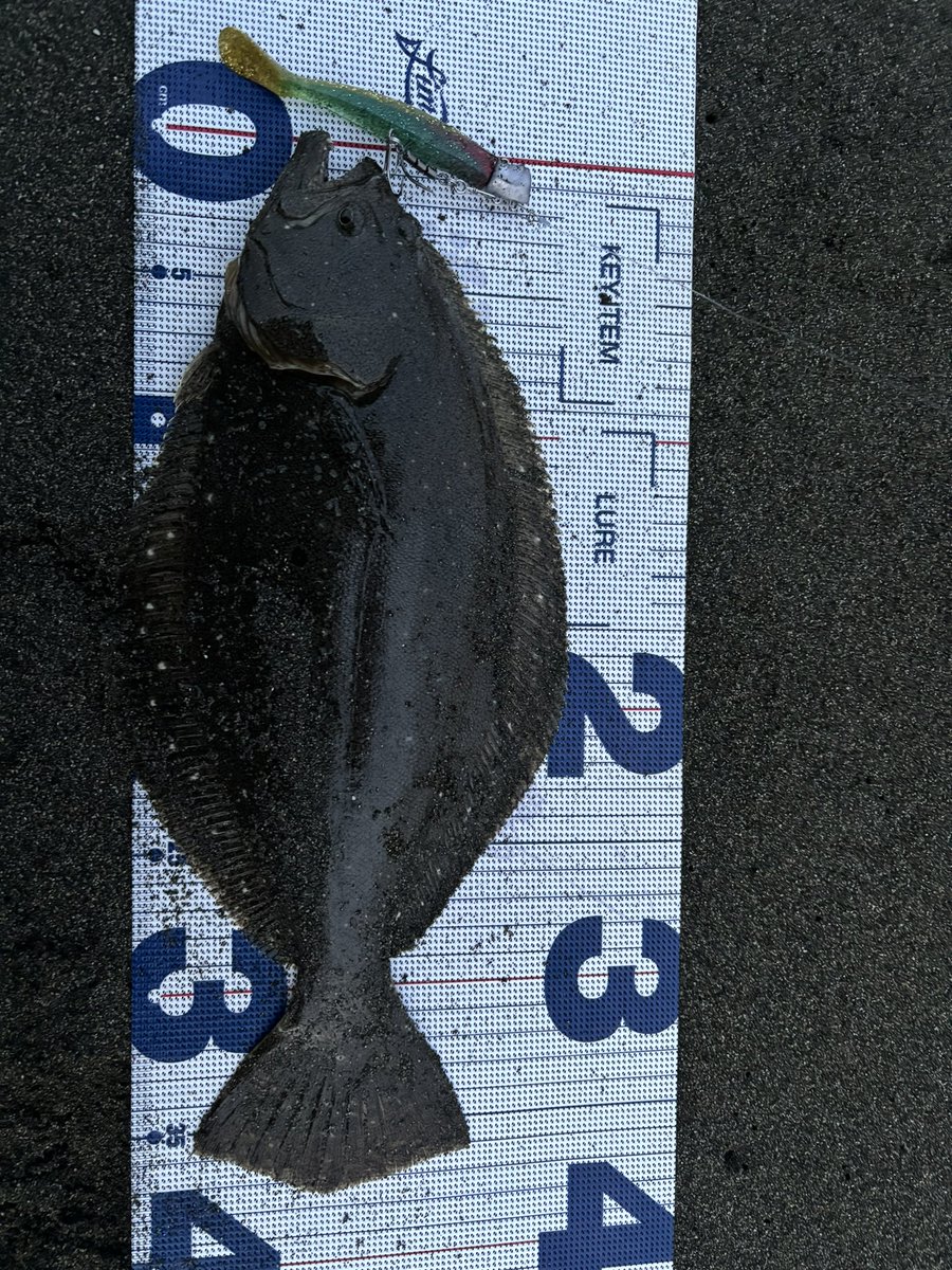 shinta224's tweet photo. 今日は先週と同じ場所にin🎣
暗いうちはシーバス狙ってみたけど反応なし。。切り替えてフラット狙いに変更!
サイズは小さいですが2枚釣ることできたから良し!
#湘南サーフ
#ヒラメ
#Zeake
#smsr89
#イシハラゴム
#スイッチヒッター https://t.co/NAtDlehizs