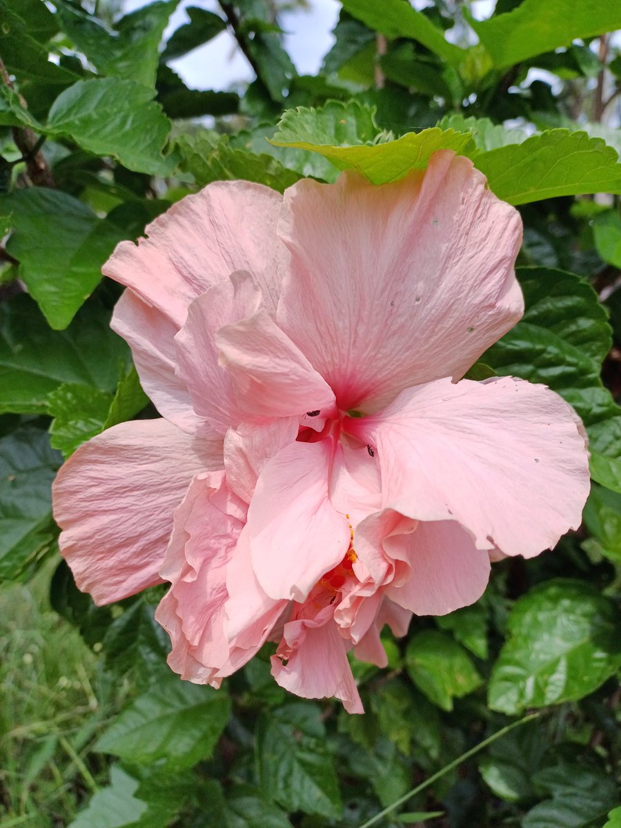 56audrey57's tweet photo. Goodmorning gente 💕
#Ibiscus

The maturity has its beauty.🩷
 A flower in its final days.
The splendor is there, but more profound.
Not the bold beauty of the new ones. https://t.co/ryKH5upFTn