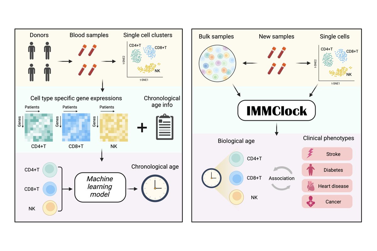 Excited to share IMMClock—an innovative single-cell immune aging clock that offers an unprecedented look at immune aging at the single-cell level! This tool opens new doors for understanding and potentially reversing immune aging. 🧵⬇️ biorxiv.org/content/10.110…