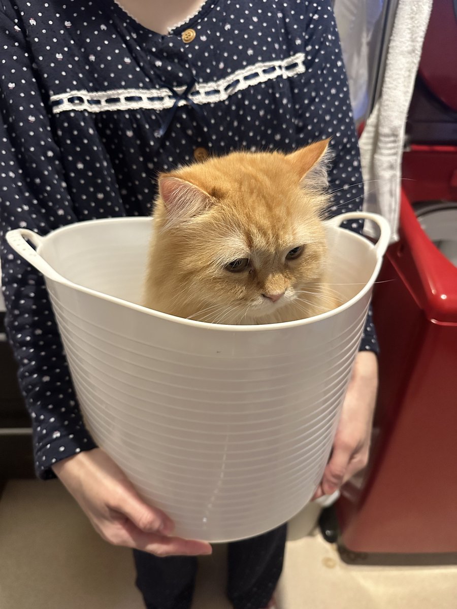 ねこ♡L あずねこ@7N4NXK / ちばYH27 on X: 