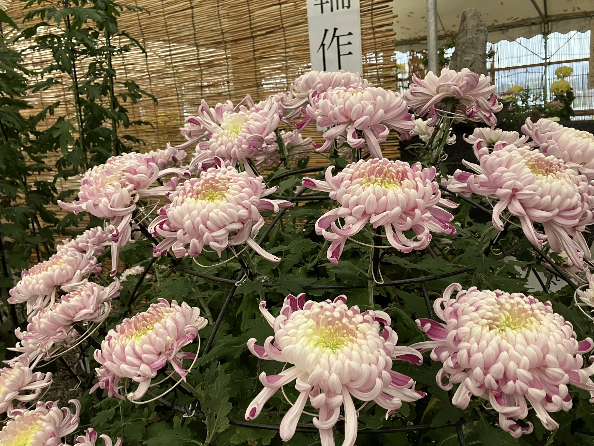 【定本　菊花大観/全日本菊花連盟】株式会社：主婦の友社 定本 菊花大観/全日本菊花連盟】株式会社：主婦の友社 本