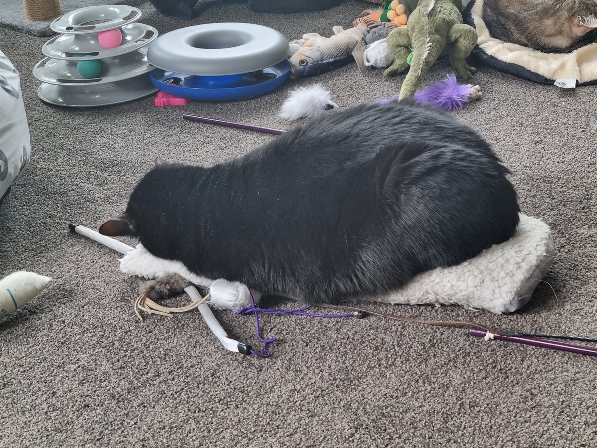 cat_yawns 𓃠 tweet media