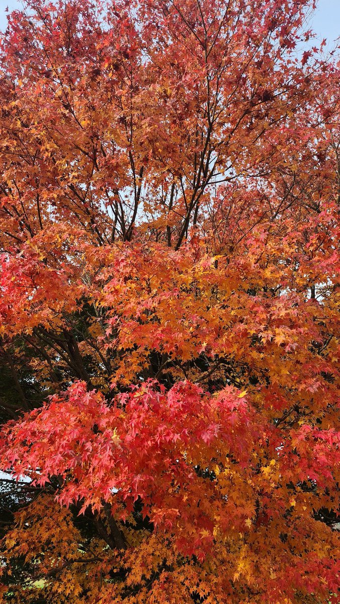 heroarms6311's tweet photo. 鳥取県初上陸！
紅葉も見頃だし天気も安定してるし寒くないし凄く走りやすいです。
せっかくなのでモミジの葉っぱを乗せて撮ってみました。
#ツーリング
#GSXS1000GT
#紅葉 https://t.co/JziJ4tYjY4